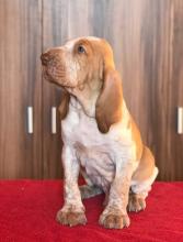 Puppies for sale brakko italiano - Germany, Freiburg. Price 490 €