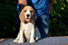 Puppies for sale beagle - Ukraine, Kharkiv. Price 500 $