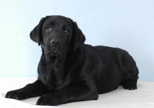 Продам щенка Лабрадор-ретривер - Украина, Черкассы. Цена 300 евро