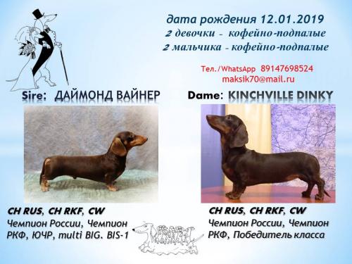 Продам щенка Такса - Россия, Южно-Сахалинск. Цена 25000 рублей