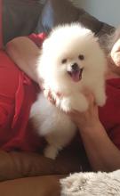 Puppies for sale pomeranian spitz - Lithuania, Druskininkai