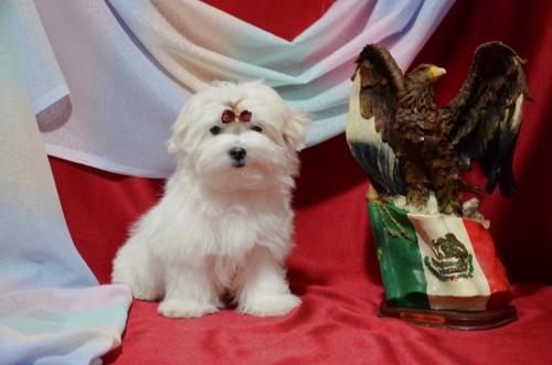 Продам щенка Болонка мальтийская - Украина, Днепропетровск. Цена 8000 гривен