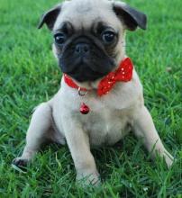 Puppies for sale pug - Germany, Augsburg. Price 250 $