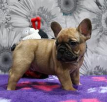 Puppies for sale french bulldog - Cyprus, Larnaca