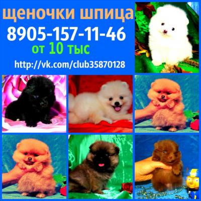 Продам щенка Шпиц - Россия, Приволжск. Цена 10000 рублей