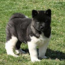 Puppies for sale akita - Hungary, Debrecen