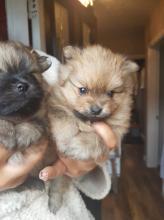 Puppies for sale pomeranian spitz - Belgium, Brussels