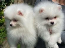 Puppies for sale pomeranian spitz - Austria, Graz