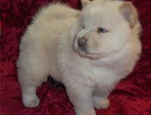 Puppies for sale chow chow - Cyprus, Larnaca