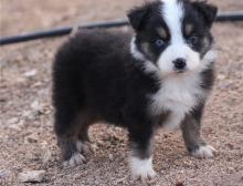 Puppies for sale australian shepherd - Cyprus, Limassol