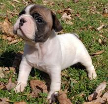 Puppies for sale french bulldog - Belgium, Brussels. Price 350 $