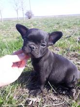 Puppies for sale french bulldog - Slovenia, Belgrade, Kanjiza