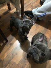 Puppies for sale french bulldog - Austria, Vienna. Price 450 €