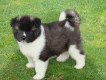 Puppies for sale akita - Belgium, Brussels. Price 350 €