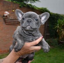 Puppies for sale french bulldog - Netherlands, Hurley. Price 350 €