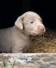 Puppies for sale labrador - Austria, Graz. Price 350 €