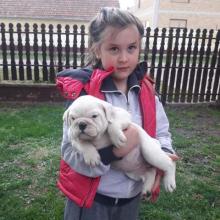 Puppies for sale english bulldog - Slovenia, Belgrade, Kikinda