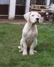 Puppies for sale other breed, dogo argentino - Slovenia, Belgrade. Price 600 €