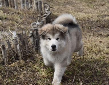 Продам щенка Аляскинский маламут - Россия, Уфа. Цена 30000 рублей