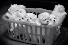 Puppies for sale maltese - Cyprus, Limassol