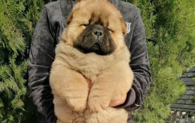 Продам щенка Чау-чау - Украина, Николаев. Цена 400 евро
