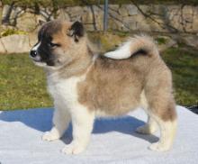 Puppies for sale akita - Cyprus, Paphos