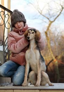 Продам щенка Салюки, персидская борзая - Россия, Москва
