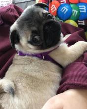 Puppies for sale pug - Belgium, Bruges