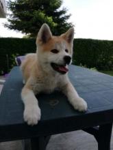 Puppies for sale akita - Slovenia, Belgrade