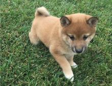 Puppies for sale other breed - Cyprus, Limassol