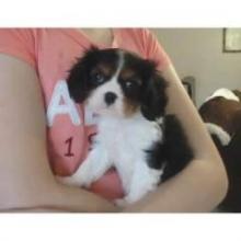 Puppies for sale king charles spaniel - Russia, Angarsk. Price 200 €