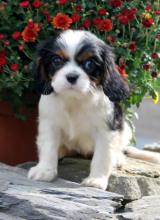 Puppies for sale king charles spaniel - Austria, Vienna. Price 200 €