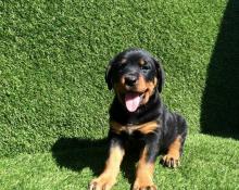 Puppies for sale rottweiler - Cyprus, Paphos