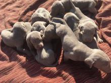 Puppies for sale weimaraner - Slovenia, Belgrade