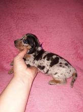Puppies for sale dachshund - Slovenia, Belgrade, Kanjiza