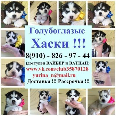 Продам щенка Хаски - Россия, Великий Новгород