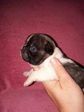 Puppies for sale french bulldog - Slovenia, Belgrade, Kanjiza