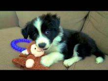 Puppies for sale border collie - Cyprus, Protaras