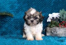Puppies for sale shih tzu - Cyprus, Nicosia