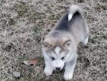 Puppies for sale other breed - Cyprus, Larnaca