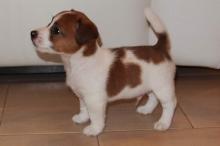 Puppies for sale jack russell terrier - Cyprus, Protaras