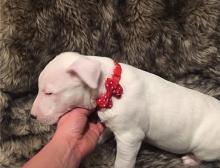 Puppies for sale bull terrier - Cyprus, Protaras