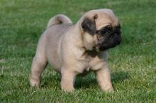 Puppies for sale pug - Cyprus, Nicosia