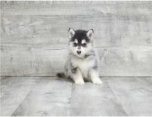Puppies for sale other breed - Cyprus, Limassol