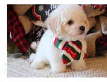 Puppies for sale bichon - Cyprus, Larnaca