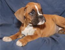 Puppies for sale boxer - Cyprus, Protaras