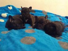 Puppies for sale french bulldog - Austria, Vienna. Price 600 €