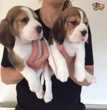 Puppies for sale basset hound - Cyprus, Nicosia