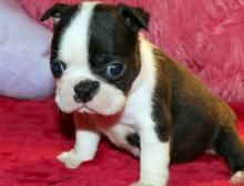 Puppies for sale boston terrier - Cyprus, Larnaca