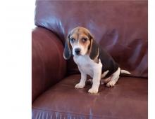 Puppies for sale beagle - Cyprus, Nicosia